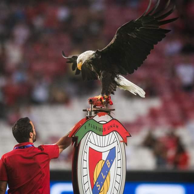 关于马卡比特拉维夫赛后造点机会,志在葡超名次提升,管理层满意,团队化学反应显著的信息 关于马卡比特拉维夫赛后造点机会,志在葡超名次提升,管理层满意,团队化学反应显著的信息